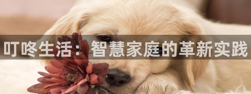 利记手机官网葡京备用：叮咚生活：智慧家庭的革新实践
